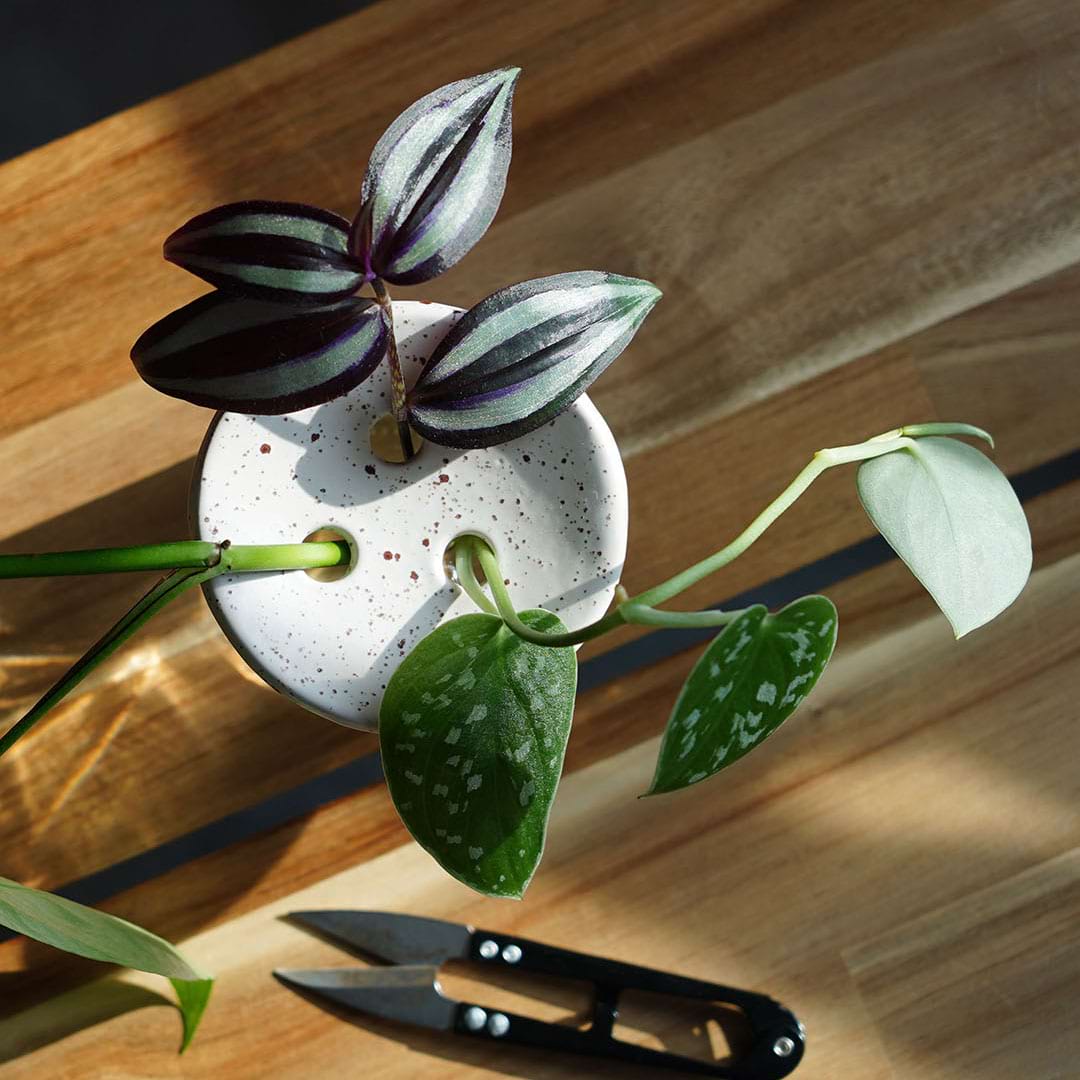 Foto van stekjes in een stekschaaltje - plantjes in een schaaltje met gaten op een potje